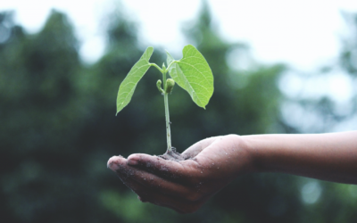 Investment Opportunities for Expats